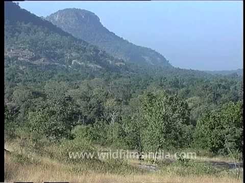 Bandhavgarh tiger reserve and National park forest, Madhya Pradesh