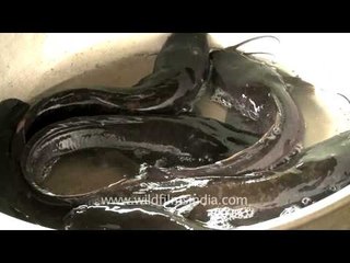 Cat fish or Ngakra sold in Senapati bazaar, Manipur