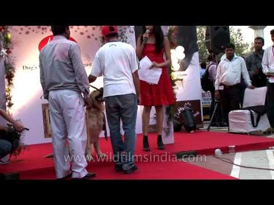 Male Labrador out to get married at Ansal Plaza...