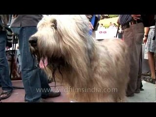 Dogs Lil Pooch & Bho bho attend their own wedding ceremony