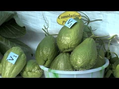 Yam, Squash & Pumpkin on display at Hornbill Festival vegetables competition, Nagaland
