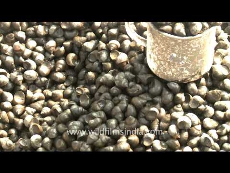 Land snails a delicacy in Manipur - women sells in bucket-fulls, Senapati!