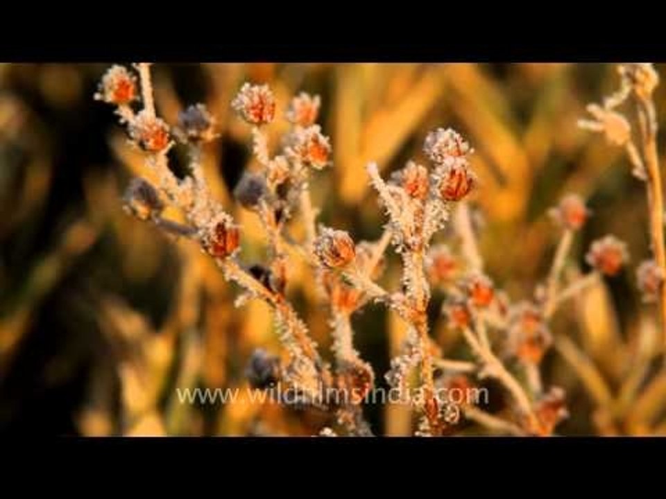 Gifts of winter - frozen flowers in Dzukou Valley, Nagaland