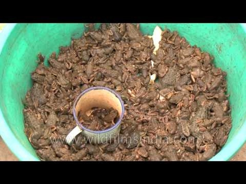 Frogs and snails being sold in Senapati market, Manipur