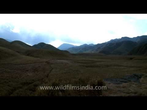 Lush green meadows of Dzukou valley, Nagaland