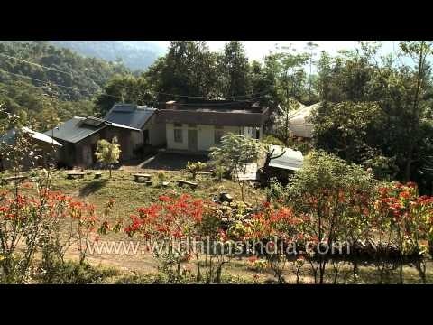 Poinsettia shrubs flowering in profusion, Nagaland