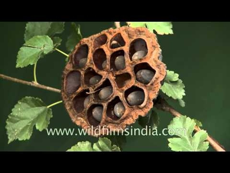 Very ripe lotus seeds ready for dispersal video Dailymotion
