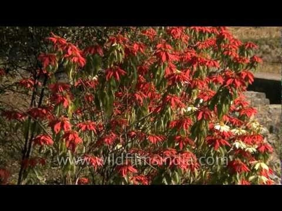 Poinsetta in full bloom, north eastern India