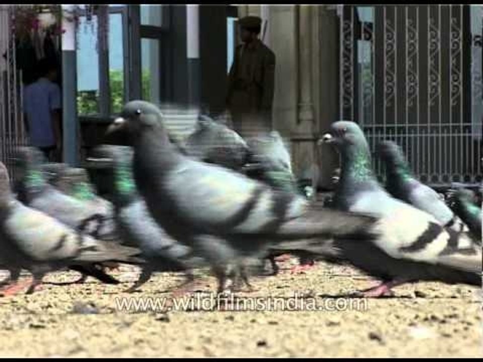Pigeons flock together at Jama Masjid, Srinagar