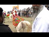Dancing horse in colourful clothes