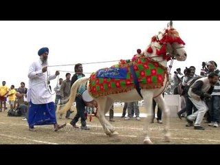 Have you ever seen a dancing horse??