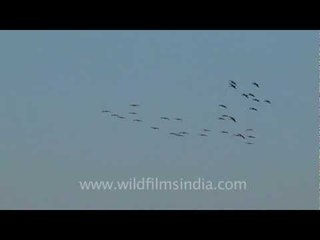 Amazing flock of birds flying pattern!