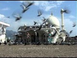 Pigeons gathering at the front-yard of Jama Masjid, Srinagar