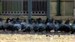 Pigeons gather for grains around Jama mosque, Srinagar