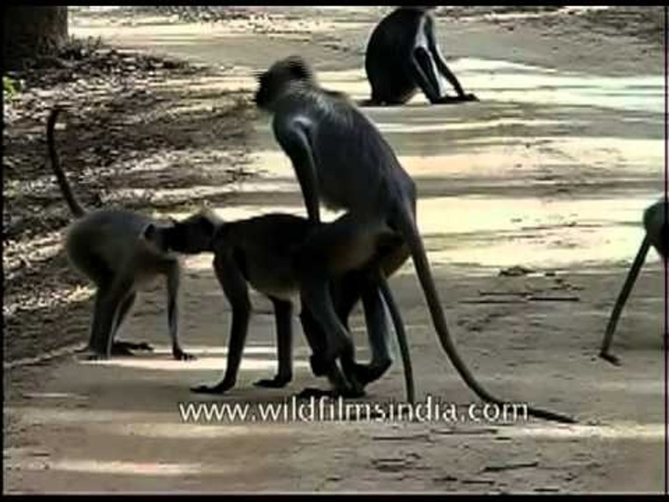 Langurs mating