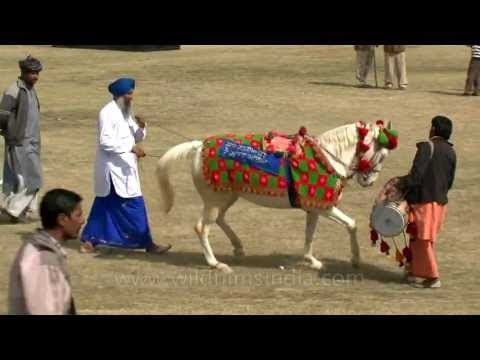Horse made to dance to dhol beats during rural sports festival