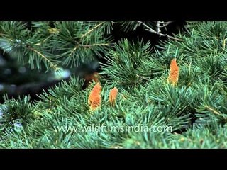 Discover the Himalayan Cedar (Deodar Tree) 🌲: Nature’s Unique Conifer