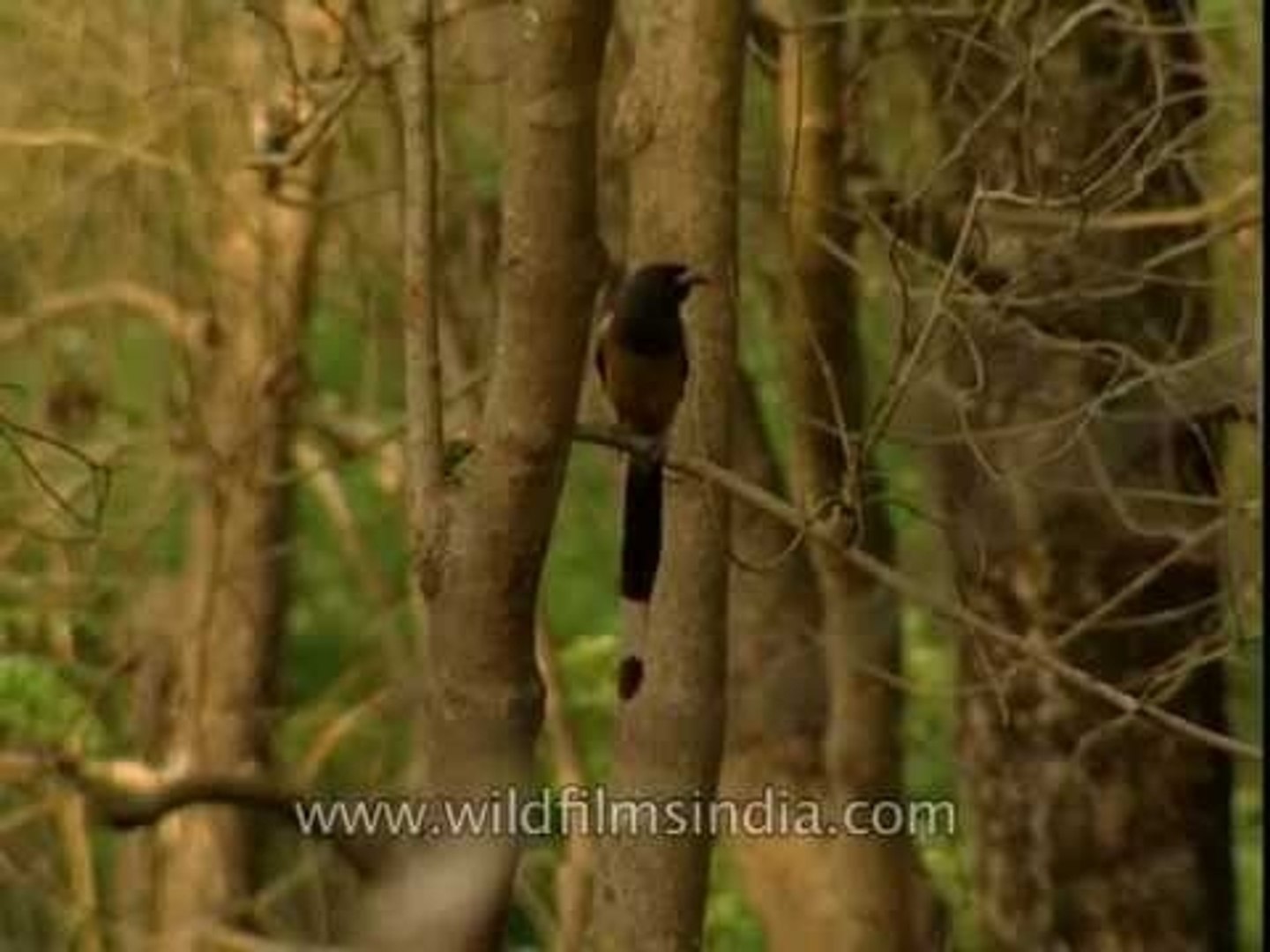 Tree Pie (Dendrocitta vagabunda) in Corbett Park