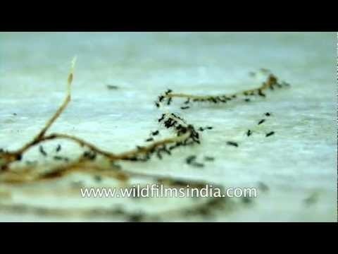 Hard working tiny insects - Ants