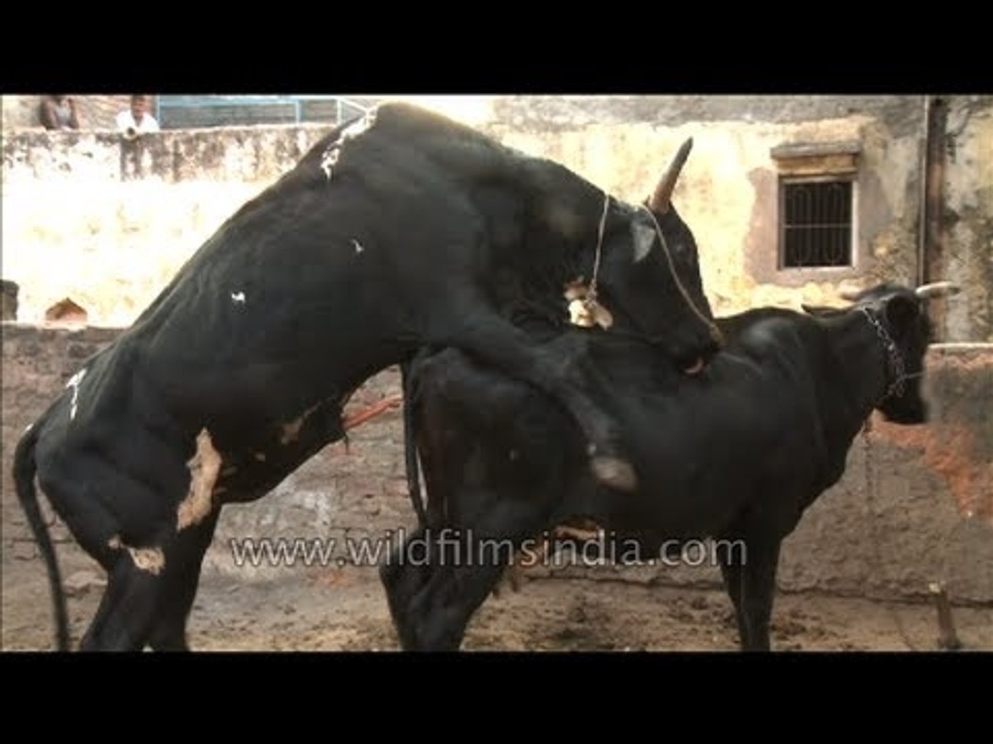 Animal buffalo sex video