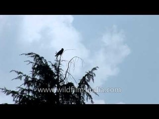 Himalayan Jungle Crow Perched on a Deodar Tree 🌿