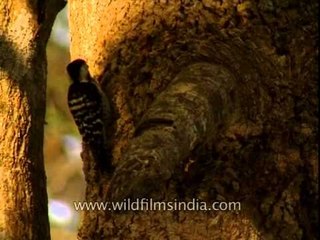 Brown-fronted Woodpecker pecking on wood with its sharp beak, Corbett