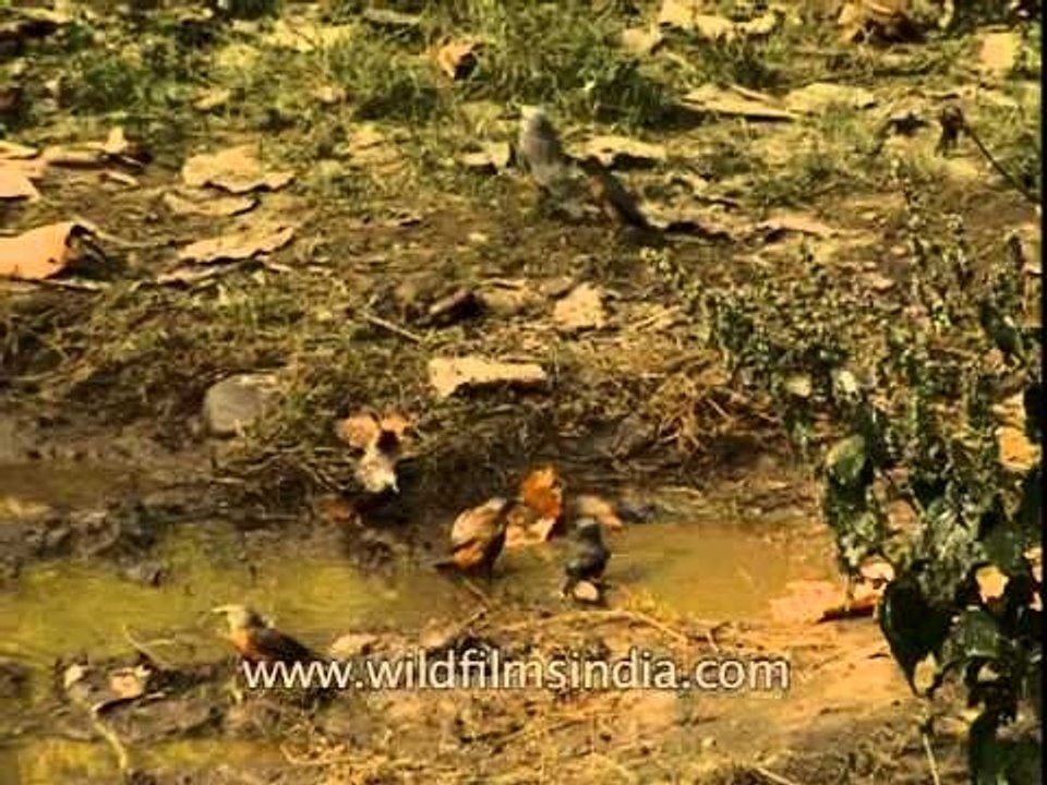 Grey-headed Mynas at Corbett National Park