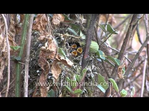 Red-headed Tit feeds its four chicks