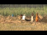 Threshing of paddy in the fields alongside the road to Delhi from Meerut