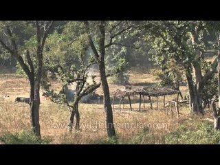 Rajaji national park area, Uttarakhand