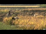Rice cultivation in India - mid way fields along Delhi-Meerut road