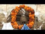 Building cow dung hillocks on Govardhan puja