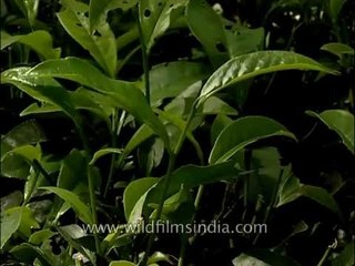 Tea harvest and cultivation for your cup of quality morning tea