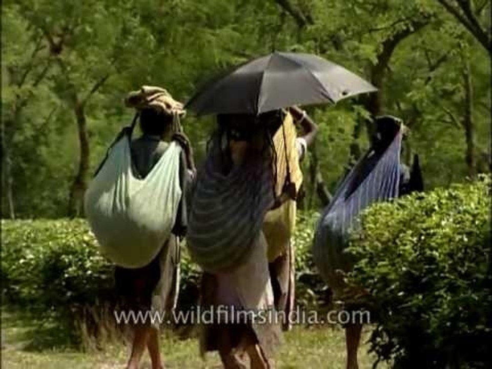 Women laden with tea leaves on their backs, Bagdogra
