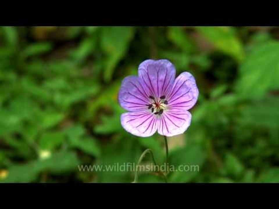 Honey Bee extracting the nectar of a Geranium wallichianum