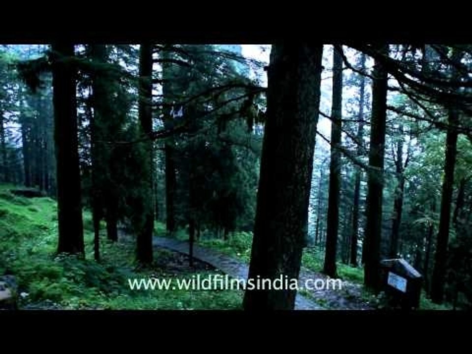 Tall deodar trees near the cemetery in Landour