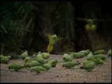 Rose-ringed Parakeets feeding in Sariska National park