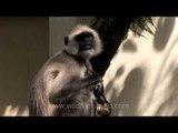 Langur on guard to keep monkeys away at Woodstock school Mussoorie