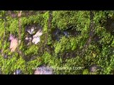 Roadside pushta wall covered with moss in Mussoorie