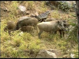 Dead pig - a meal for Wild Boar and birds in India