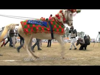 Rural horse dressage in India?