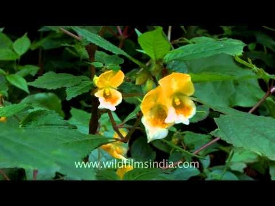 Impatiens or wild balsam growing around Mussoorie