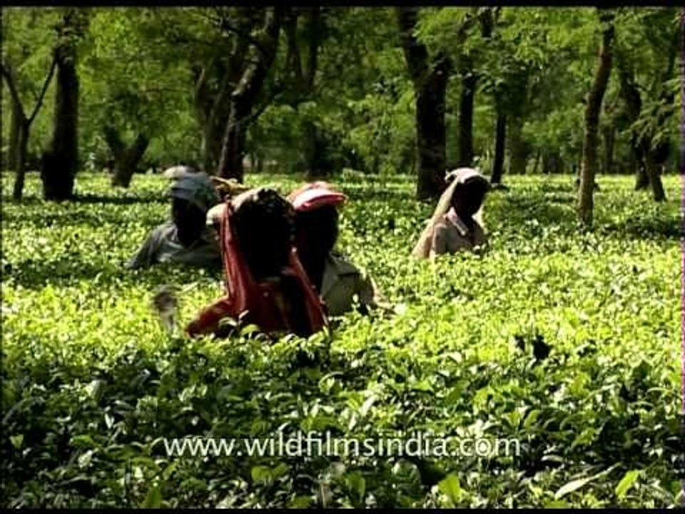 Women plucking tea leaves at an estate in Bagdogra