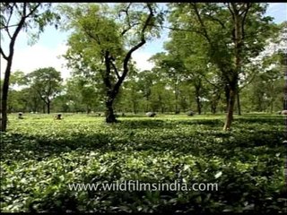 Lush green tea gardens in Bagdogra, West Bengal