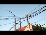 Tarzan's in town - mother monkey carries its baby while walking on electric wires!