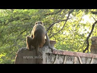 Monkey climbing on wall
