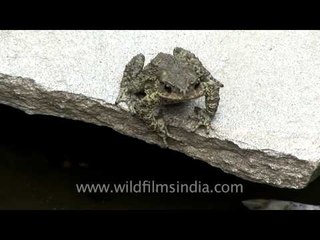 Frog sitting in a Sikkim garden pond
