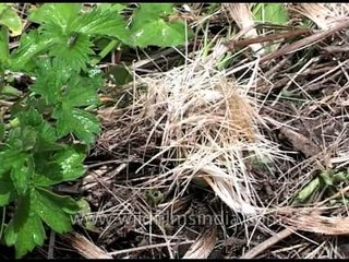 Hair of poached Musk Deer