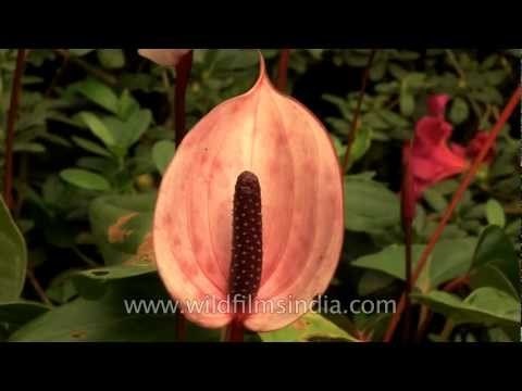 Anthurium and fine double Azaleas