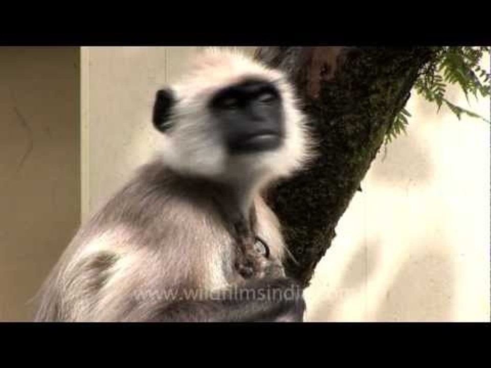 Langur security guard to scare the notorious macaques at Woodstock school